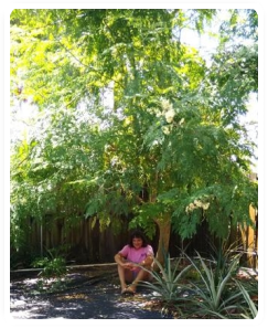 Karin sitting in front of a Moringa Oleifera tree