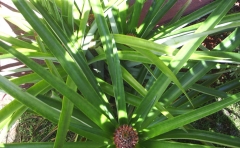 The beginning of a fruiting pinepple